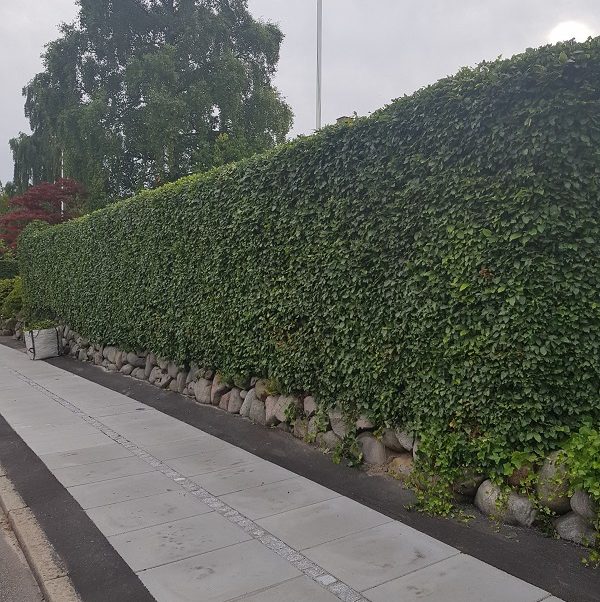 Hækklipning hækklipning havemand aarhus